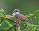 Whitethroat