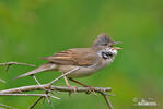 Whitethroat