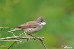 Whitethroat