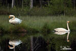 Whooper Swan