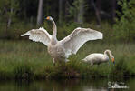 Whooper Swan