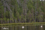 Whooper Swan