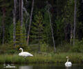 Whooper Swan