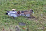 Wigeon