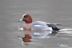 Wigeon