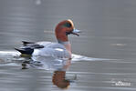 Wigeon