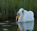 Wilde zwaan