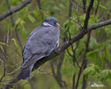 Wood Pigeon