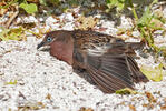 Zenaida galapagoensis