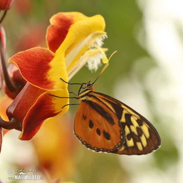 Tithorea harmonia