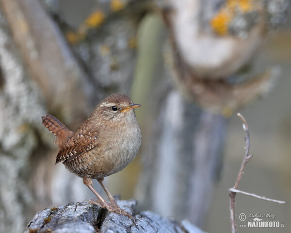 Troglodytes troglodytes