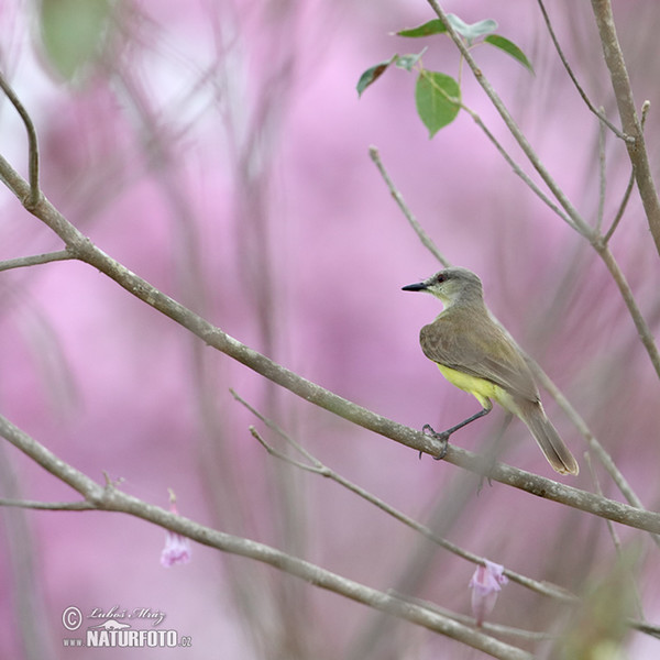 Tropical Kingbird (Tyrannus melancholicus)