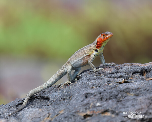 Tropidura delle Galápagos