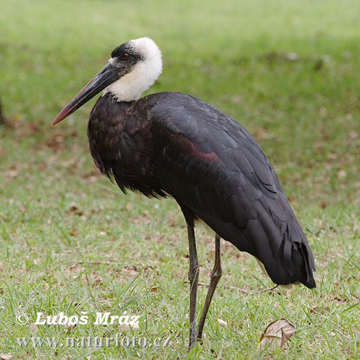 Ullhalsstork