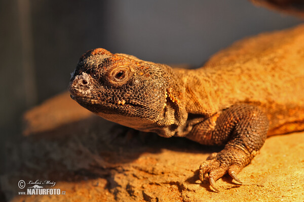 Uromastyx acanthinura