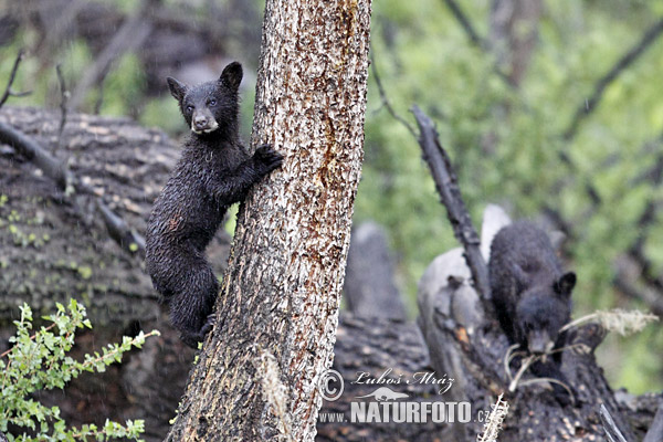 Ursus americanus