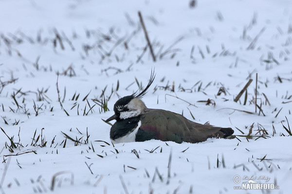 Vanellus vanellus