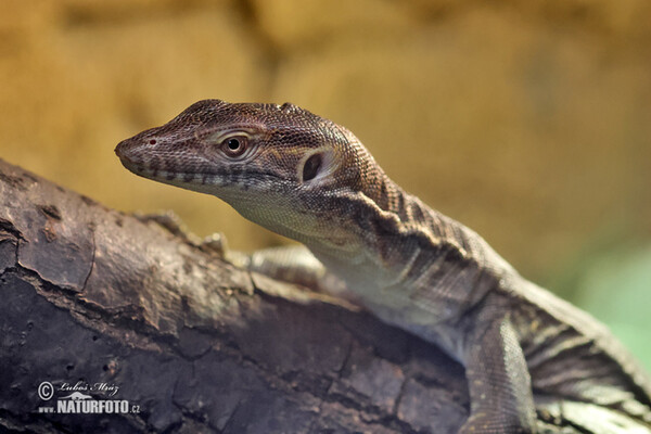 Varanus mertensi