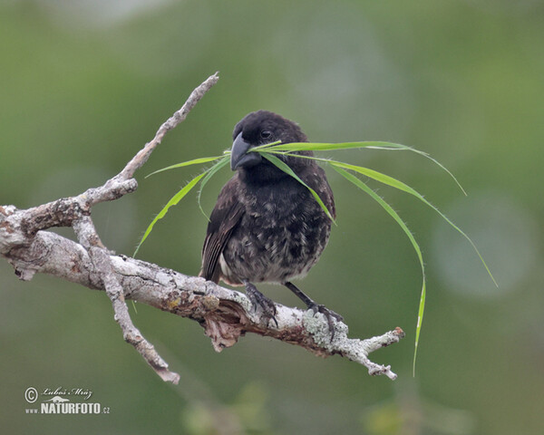 Vegetarian Finch (Platyspiza crassirostris)