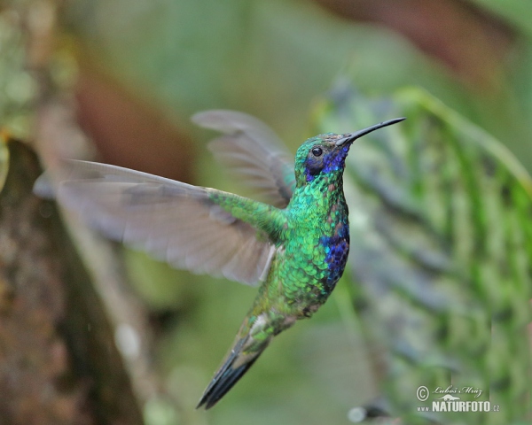 Veilchenohrkolibri