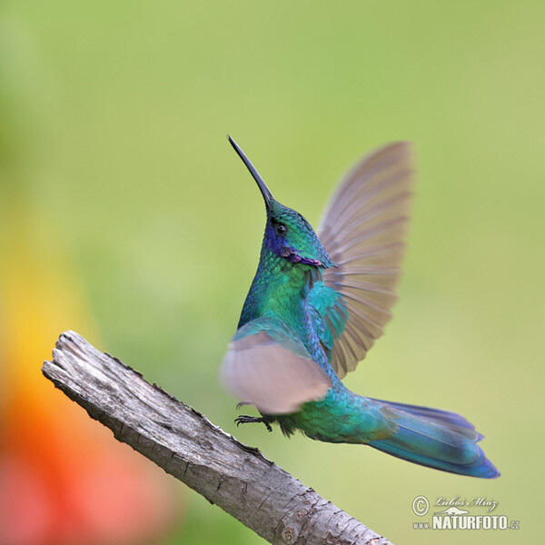 Veilchenohrkolibri