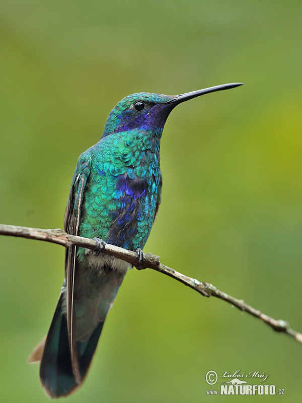 Veilchenohrkolibri