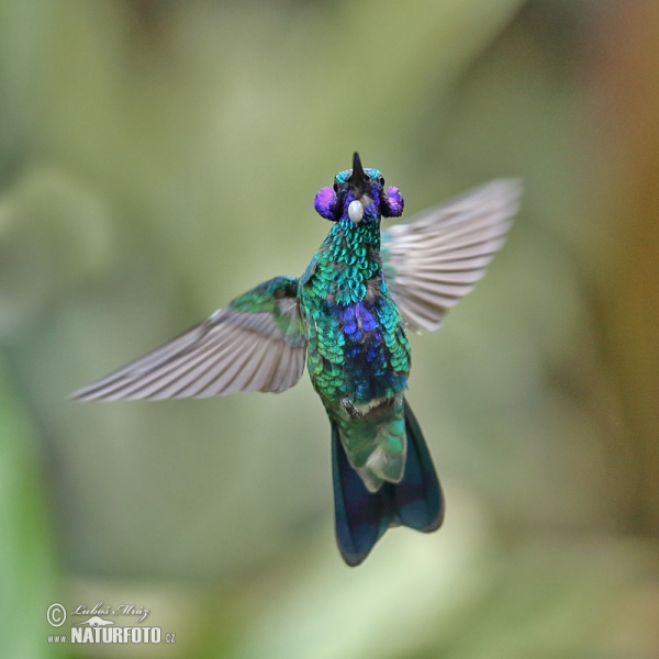 Veilchenohrkolibri