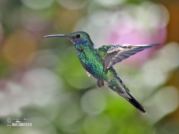 Veilchenohrkolibri