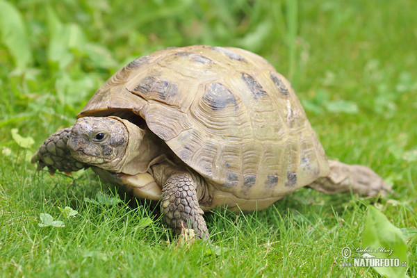 Vierzehenschildkröte