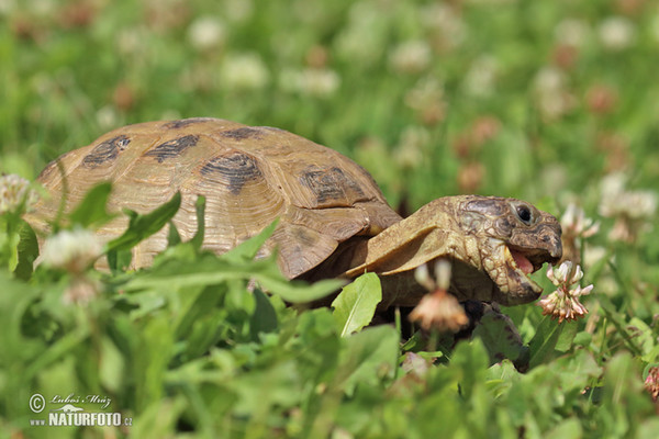 Vierzehenschildkröte