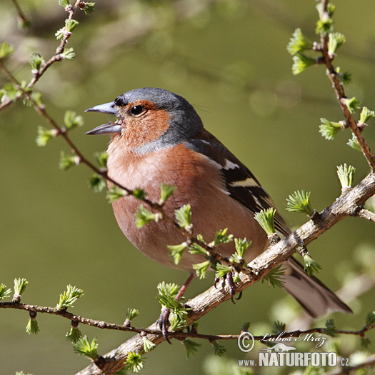 Vink vogel