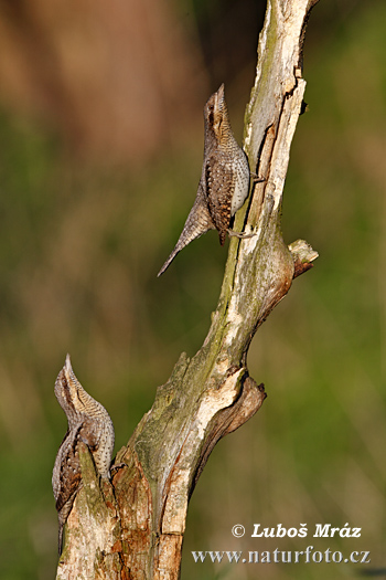 Vẹo cổ chim