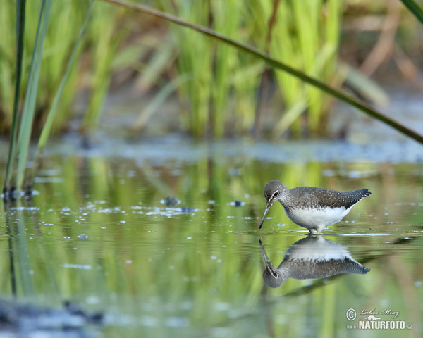 Waldwasserläufer