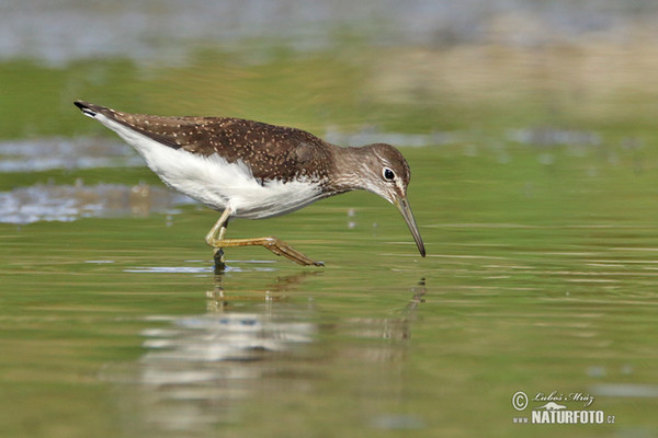 Waldwasserläufer