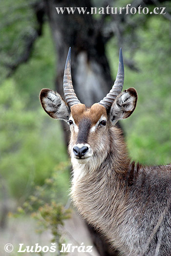 Wasserbock