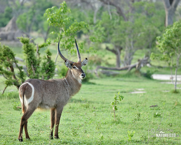 Wasserbock