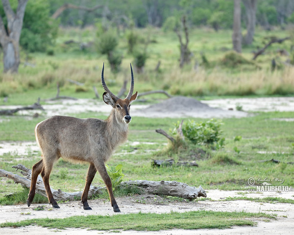 Wasserbock