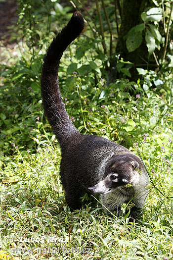 Weißrüssel-Nasenbär