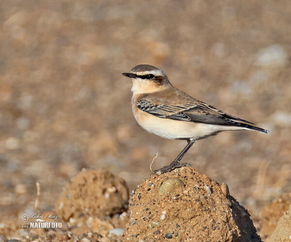 Wheatear (Oenanthe oenanthe)