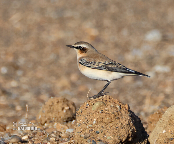 Wheatear (Oenanthe oenanthe)