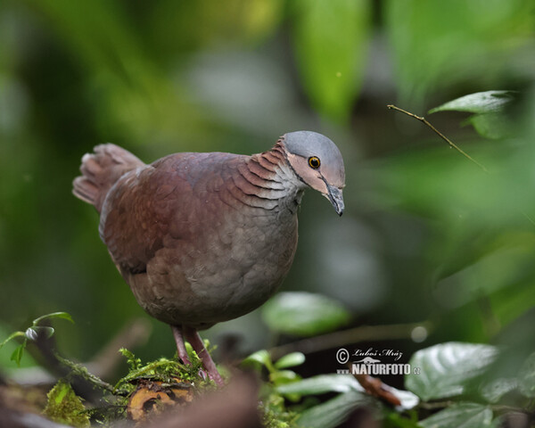 White-throated Quail-Dove (Zentrygon frenata)