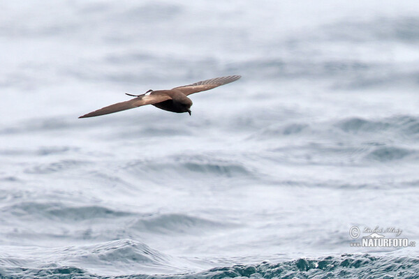 White-vented Storm-Petrel (Oceanites gracilis)