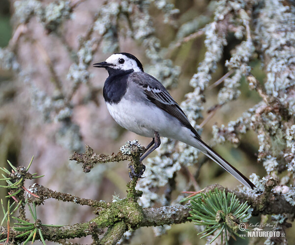 White Wagtail (Motacilla alba)