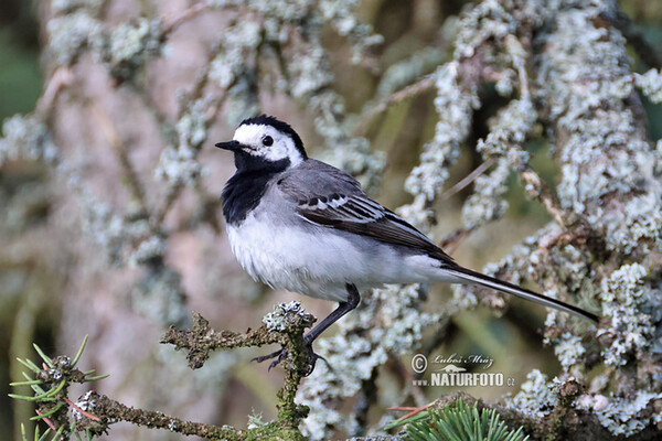 White Wagtail (Motacilla alba)