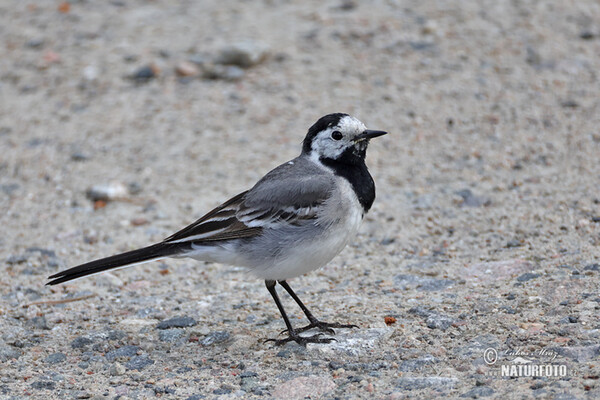 White Wagtail (Motacilla alba)