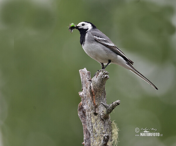 White Wagtail (Motacilla alba)