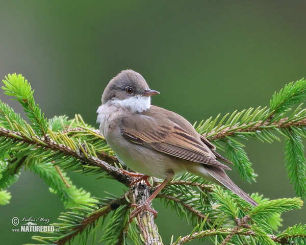 Whitethroat (Sylvia communis)