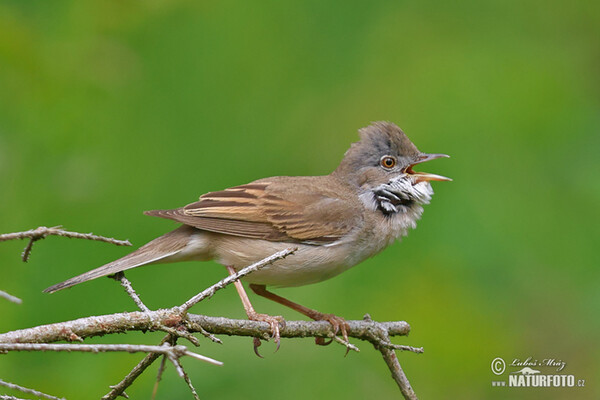 Whitethroat (Sylvia communis)