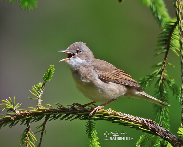 Whitethroat (Sylvia communis)