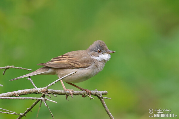 Whitethroat (Sylvia communis)